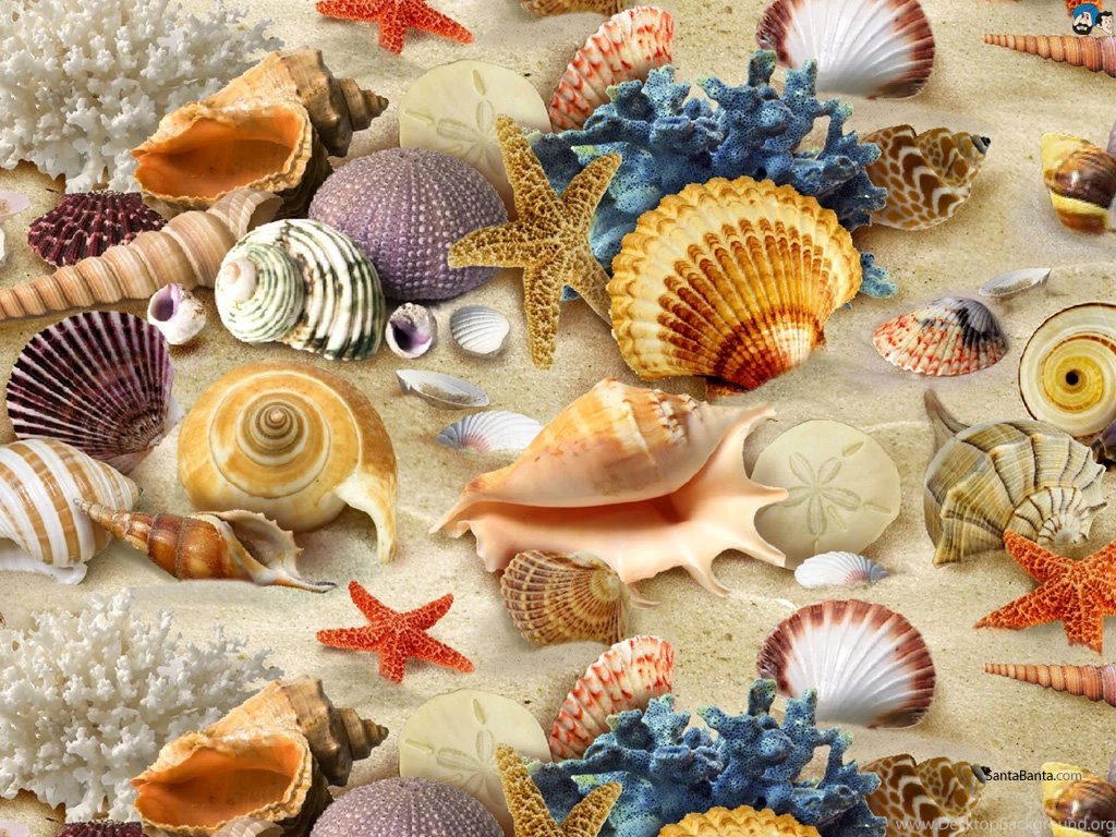 Seashells 43a.jpg