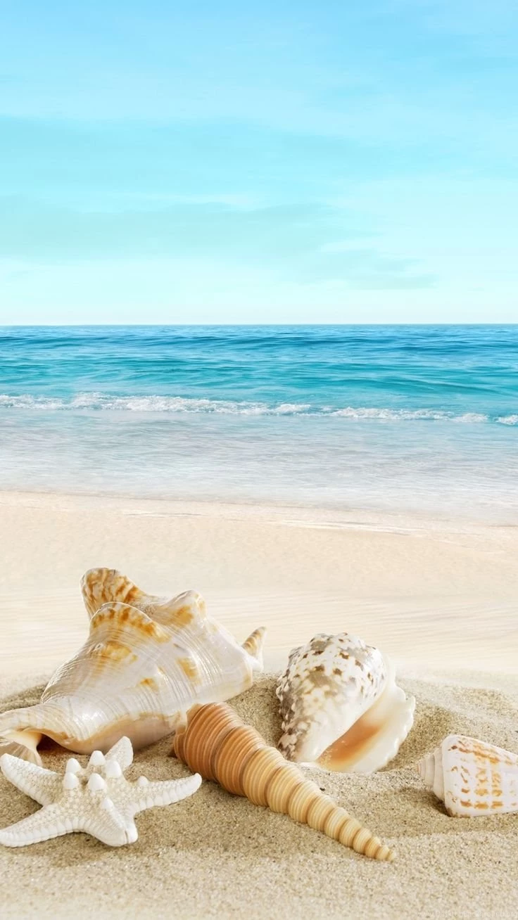Nature Sunny Sea Shell Beach iPhone 6 Wallpapers