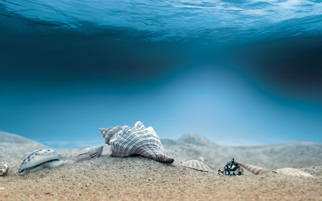 Shells Wallpapers >> Backgrounds With Quality HD