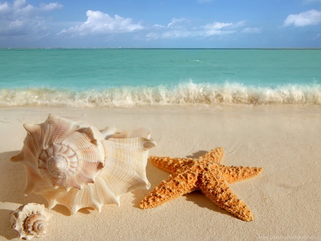 Seashell And Starfish On The Beach In Summer Wallpapers And Images ...