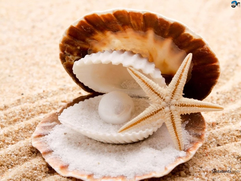 Seashells 36a.jpg