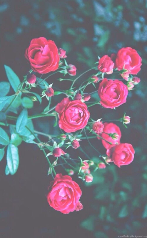 Background, Hipster, Iphone, Nature, Phone, Photography, Red ...