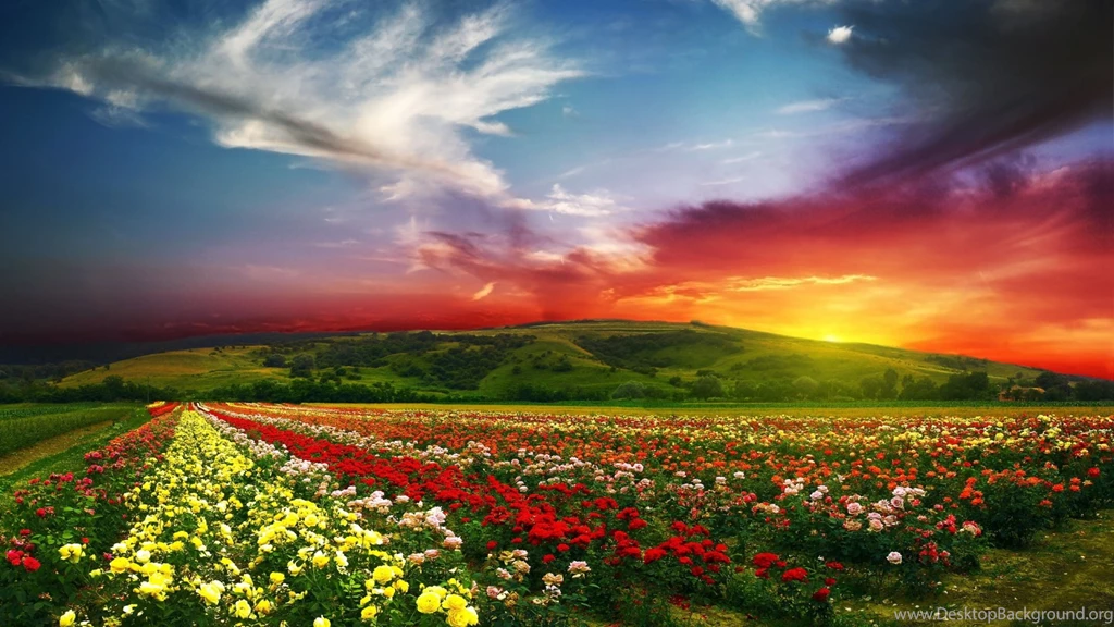 1920x1080 Flower Field Sunset Wallpapers