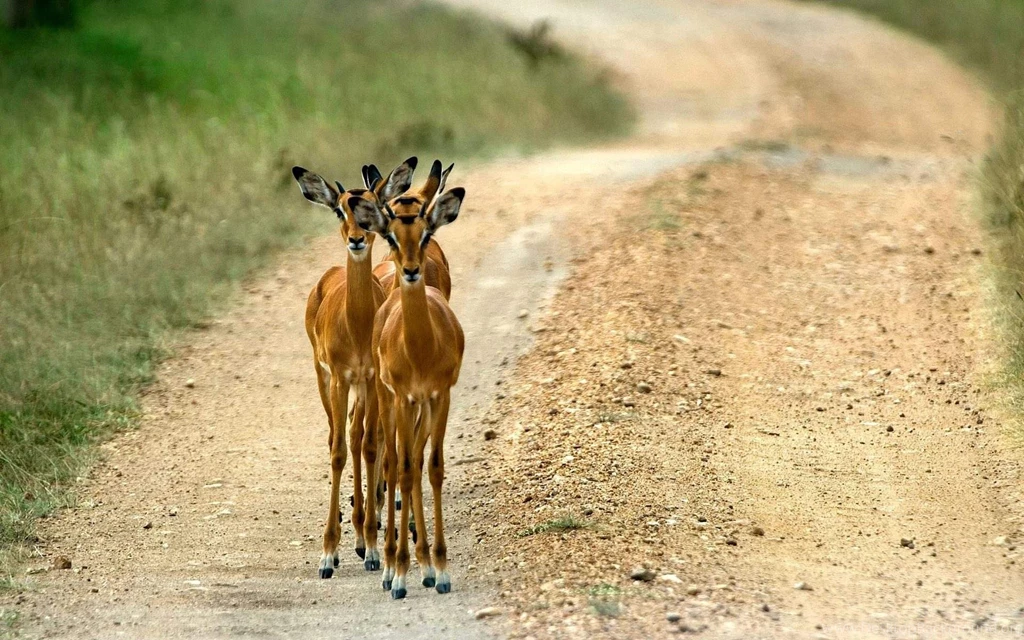 Download Wildlife Gallery In HD Wallpapers