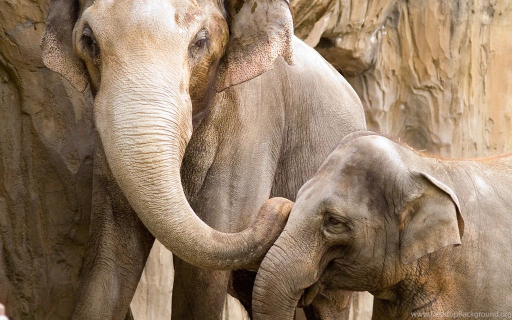 Wildlife Wallpapers Nature Wallpapers