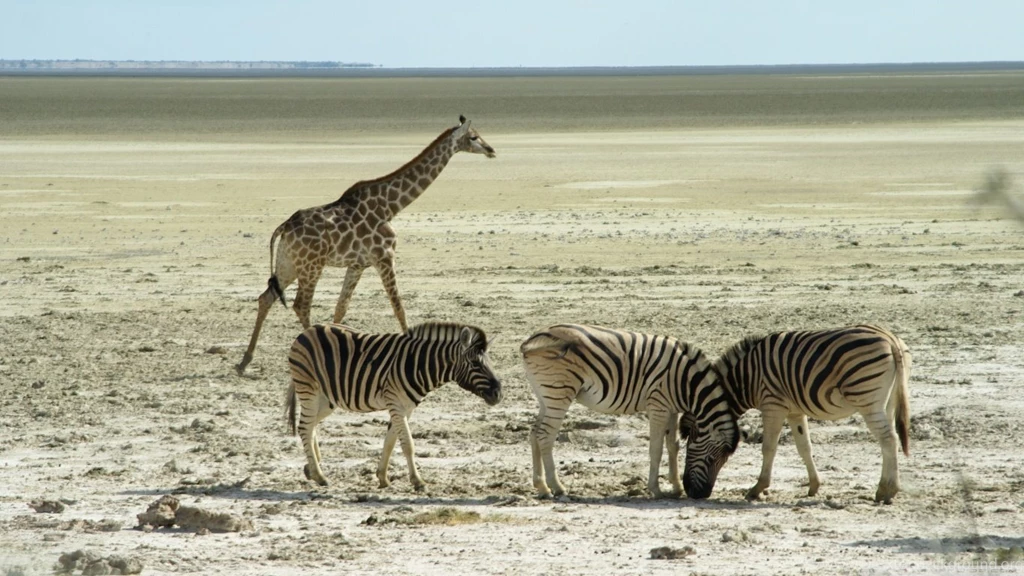 Wildlife Wallpapers Hd 1366X768 22 Widescreen Wallpapers ...