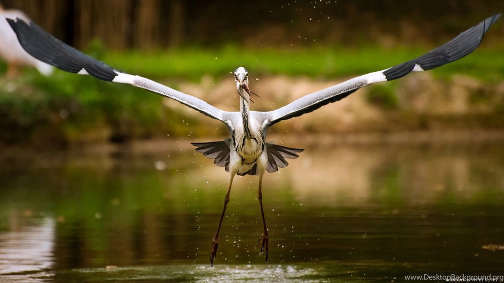 WILDLIFE   Catherine Moreno