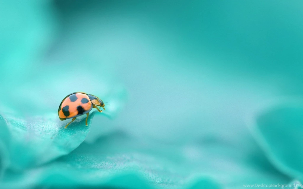 Beautiful Ladybug Photos Of How To Download Free Beautiful Desktop ...