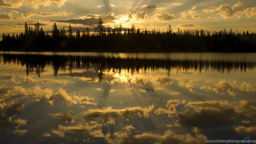 Scenic Forest Images   HD Images New