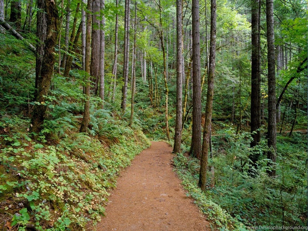 Quiet Trail, Columbia River Gorge, Oregon Pics