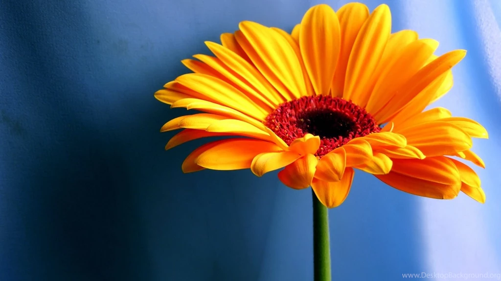 1680x1050 Yellow Contrast Flower Desktop PC And Mac Wallpapers