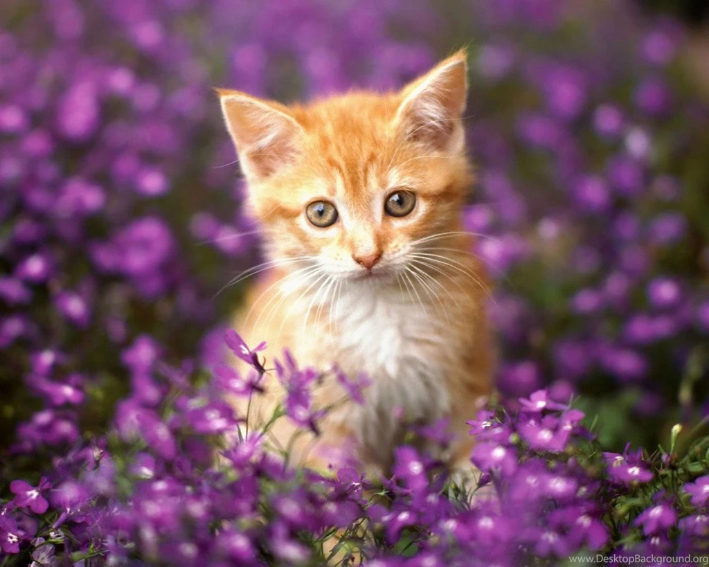 Free Download HD Wallpapers For Mobile PC Nature Desktop Love ...