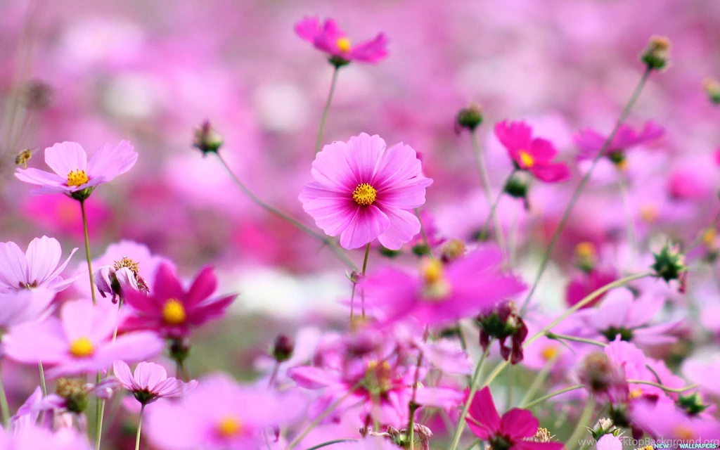 Beautiful Purple Flowers HD Desktop Wallpapers New HD Wallpapers