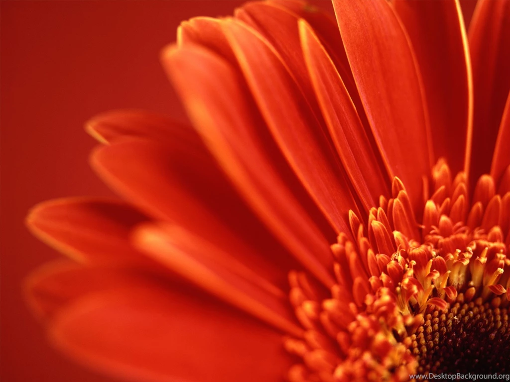 1600x1200 Vista Red Flower Desktop PC And Mac Wallpapers