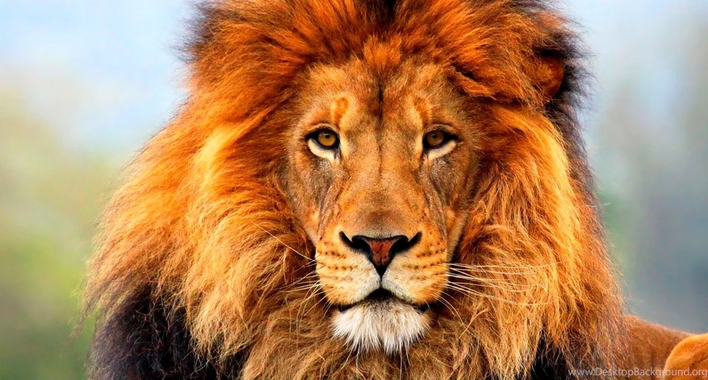 Stunning Animals High Definition Wallpapers   Zibrato