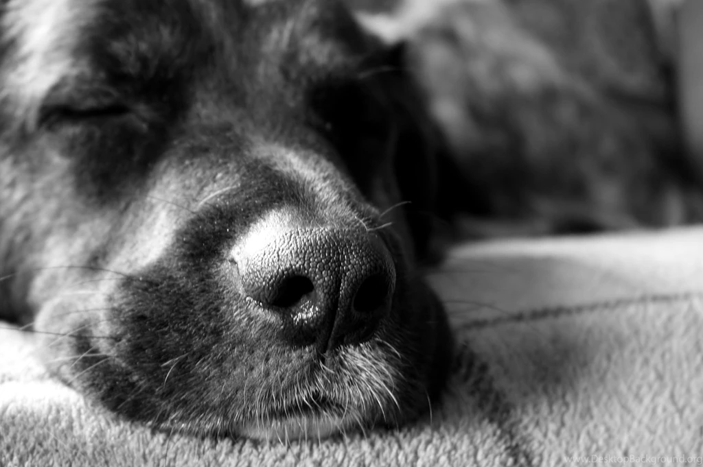 Animal Wallpapers, Hd Wild Images, Desktop Images, Windows Desktop ...