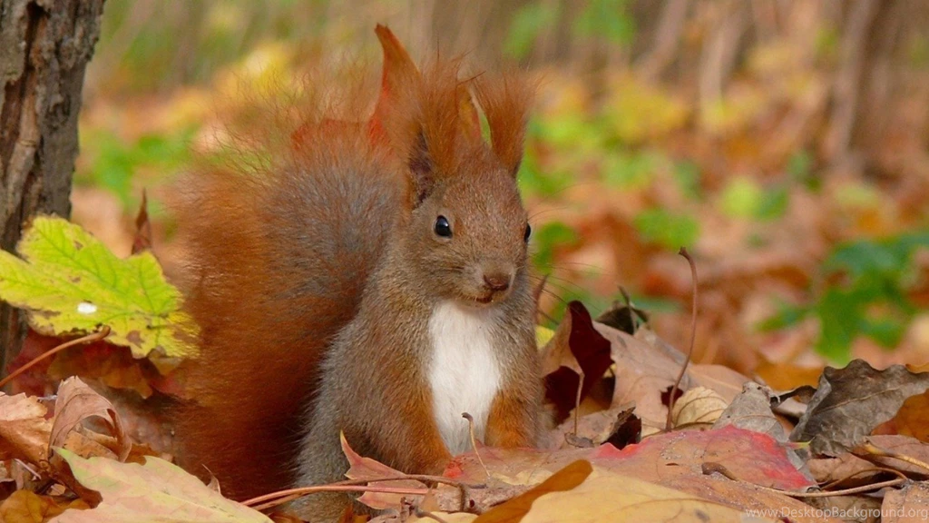 Butterflies: Beautiful Butterfly Cool Picture Best Wallpapers For ...