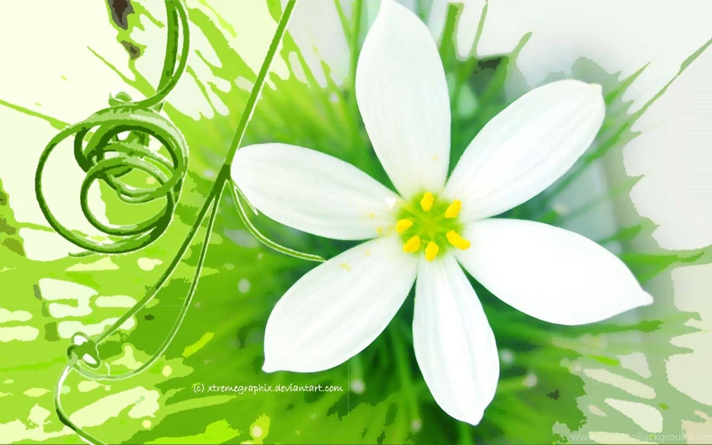 Flower widescreen By Xtremegraphix On DeviantArt