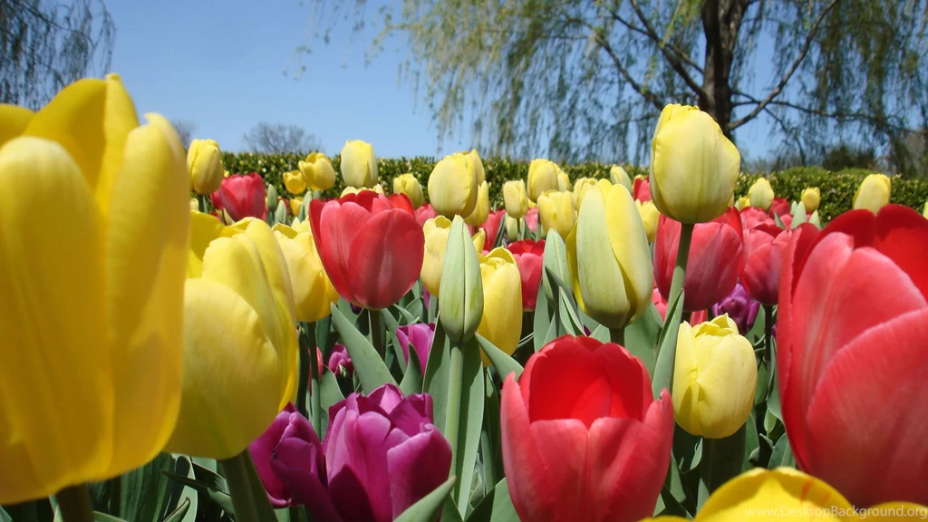 Tulips Flower Wallpapers 166753