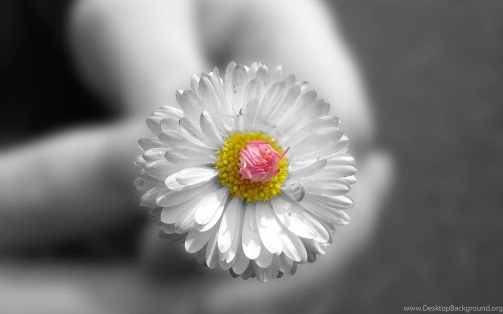 Small_white_flower_widescreen_wallpaper_97393