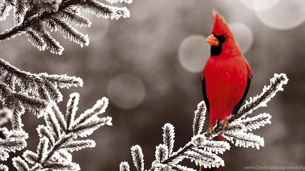 Winter Cardinal Bird Computer Backgrounds 3821   HD Wallpapers Site