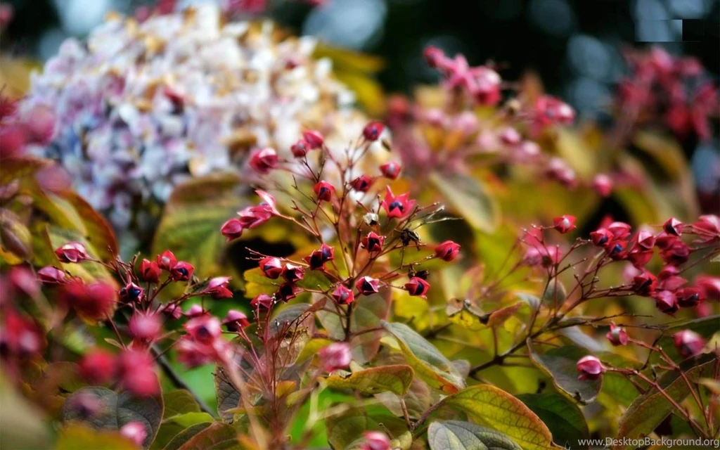 Autumn Flower HD Wallpapers ~ Toptenpack.com