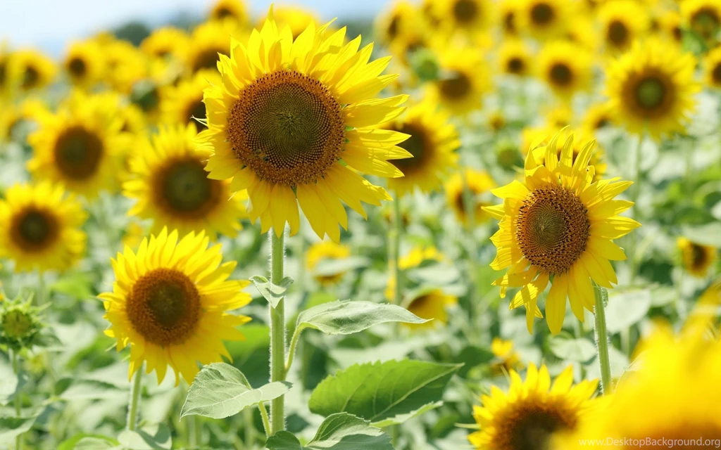 Flower Flowers Flowers Sunflower Yellow Sun Backgrounds The Field ...