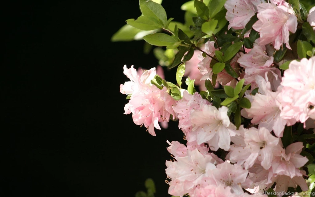 Close up Of Flowers Widescreen Flower Wallpapers 1440x900 NO.12 ...