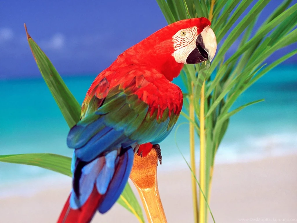 Best top desktop beautiful parrots wallpapers hd parrot wallpapers ...