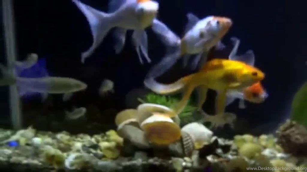 Fish Night Fish Tank Wallpapers Hd For Desktop Full Screen ...