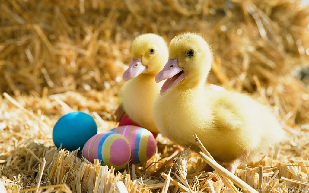 Ducklings Pair HD Widescreen Desktop Wallpapers