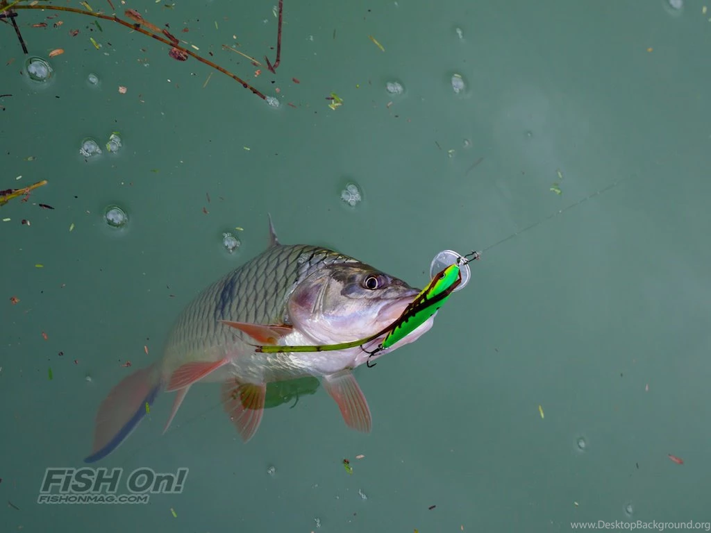 The Krasoob (Sebarau) Of Khao Laem Lake (Part 2)   Fish On ...