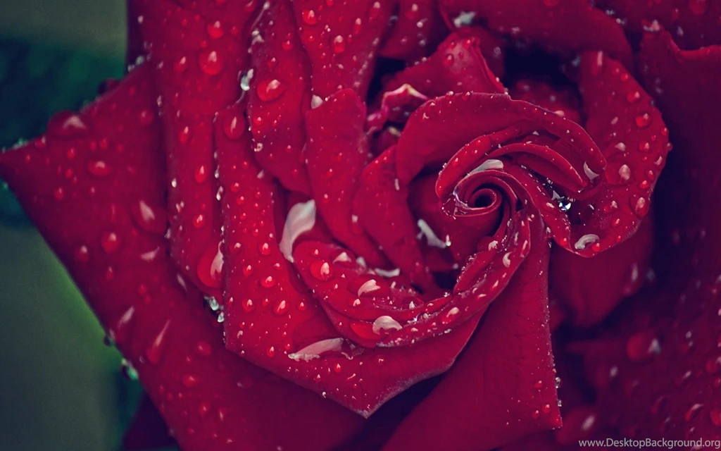 Red Velvet Rose Wallpapers