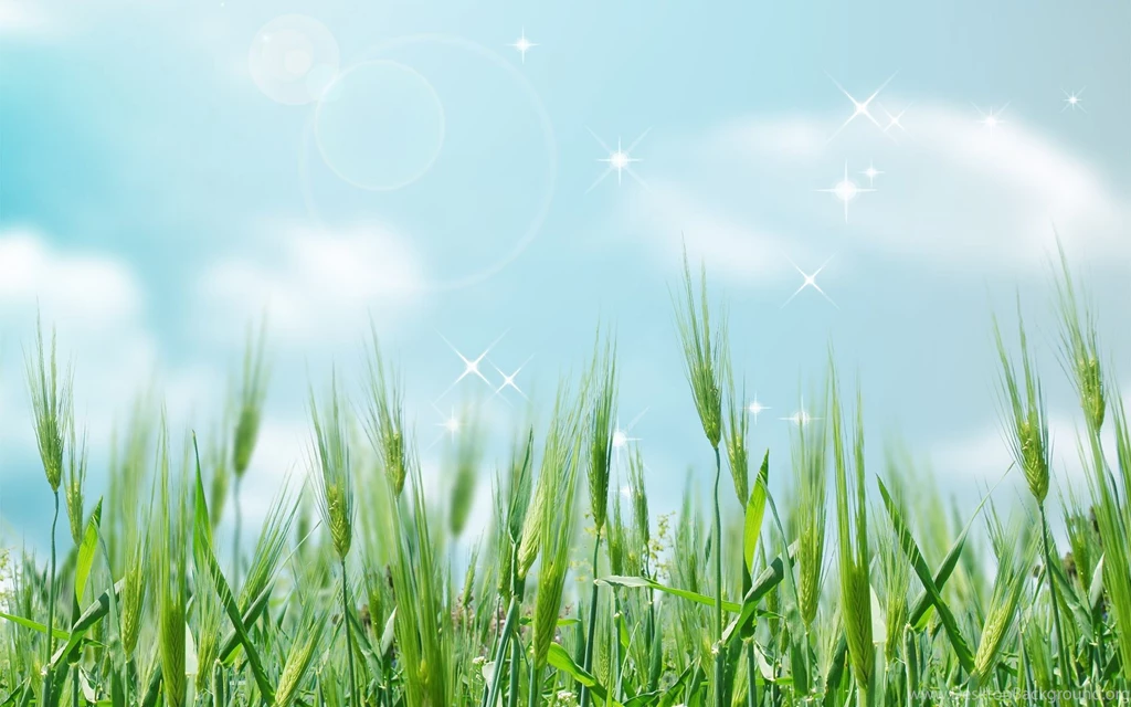 Summer Backgrounds Wallpapers 804796
