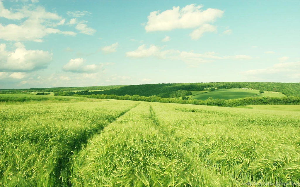 Theme Bin» Blog Archive » Summer Field HD Wallpapers