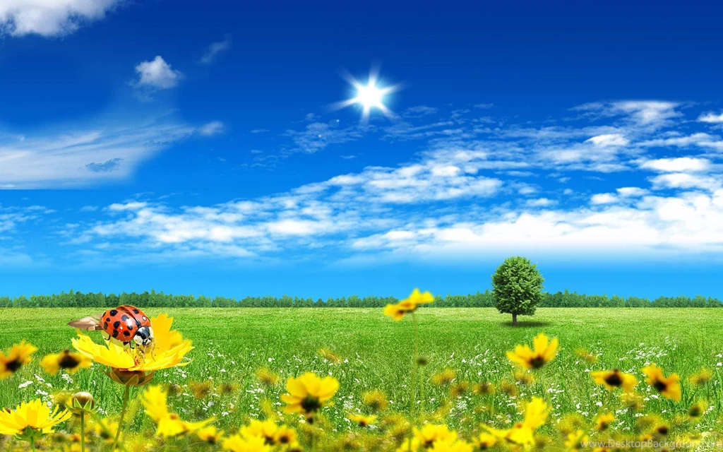 Spring Meadow In HD Resolution 10620 Pacify Mind