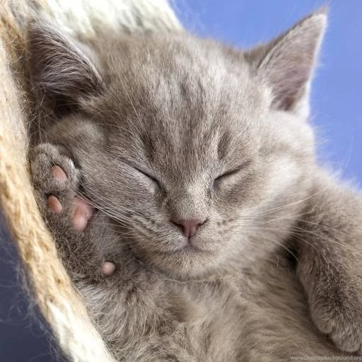 Weekend iPad Wallpapers: One For Cat Lovers