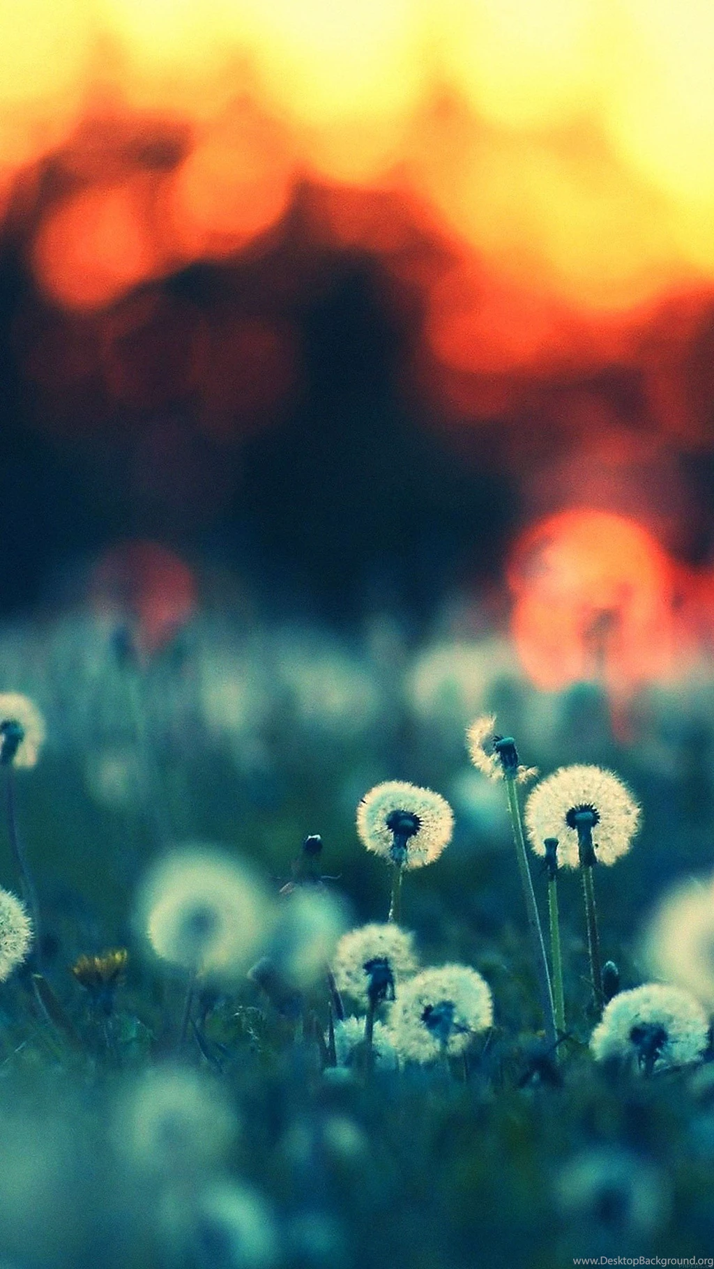 5 Great Bokeh iPhone Wallpapers