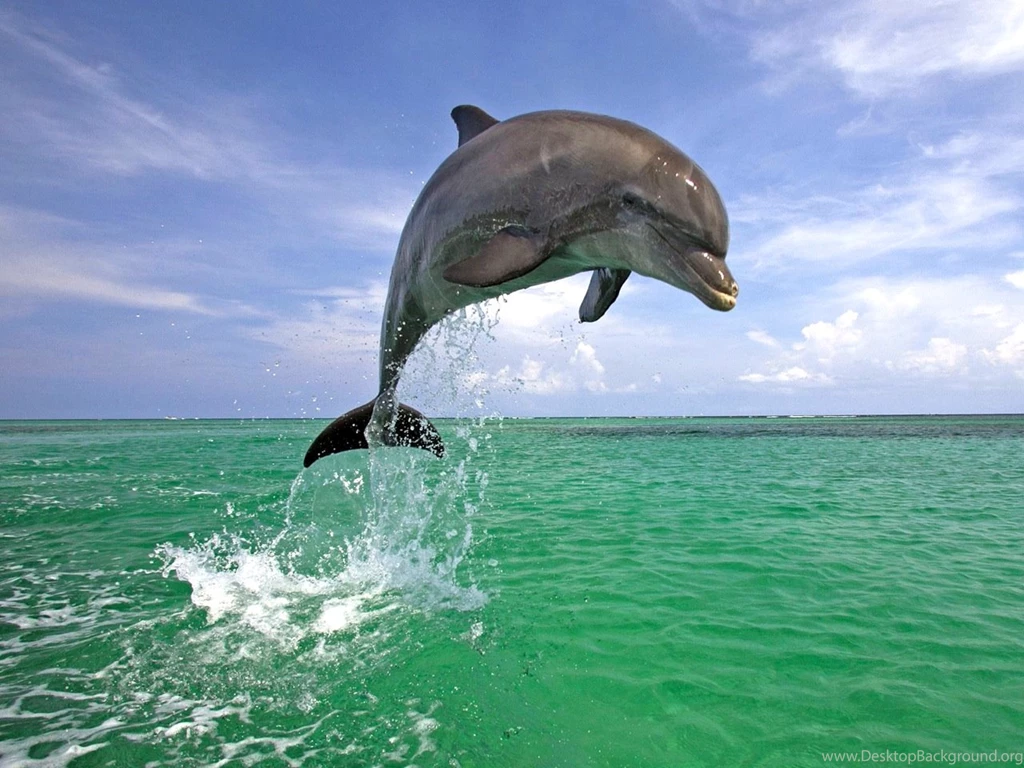 Nature Jumping Dolphin Tablet PC 1280x960 IWallHD Wallpapers HD