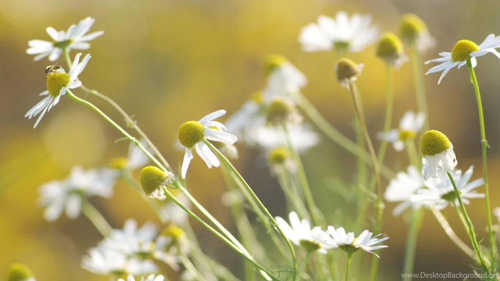 Download Wallpapers 2560x1440 Daisies, Flowers, Background, Grass ...