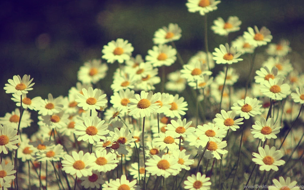 Download Wallpapers 3840x2400 Daisies, Flowers, Field, Summer Ultra ...