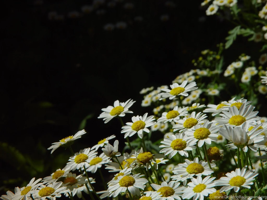 File:Daisies Against Dark Backgrounds More Daisies Unfocused.jpg ...