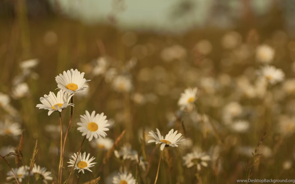 Daisies On A Blurred Backgrounds Wallpapers And Images   Wallpapers ...