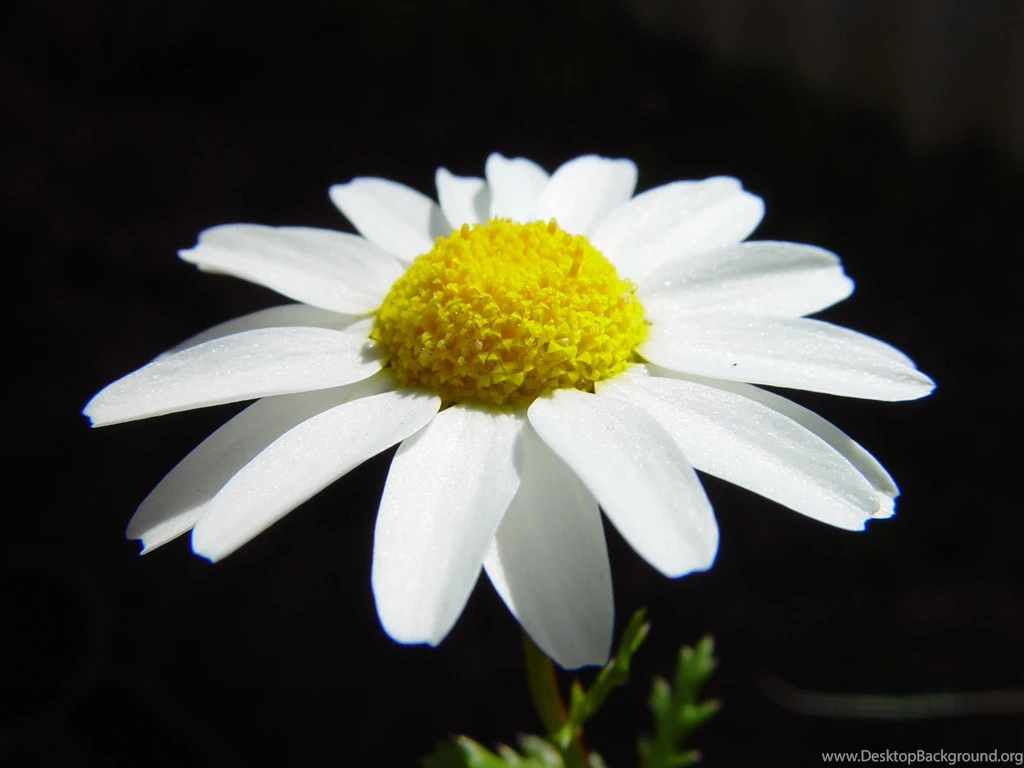 File:Daisy On Dark Background.jpg Wikimedia Commons