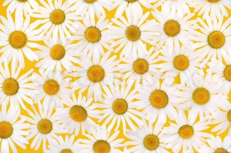 Fresh Daisies Flower Heads Over Yellow Backgrounds – Backgrounds ...