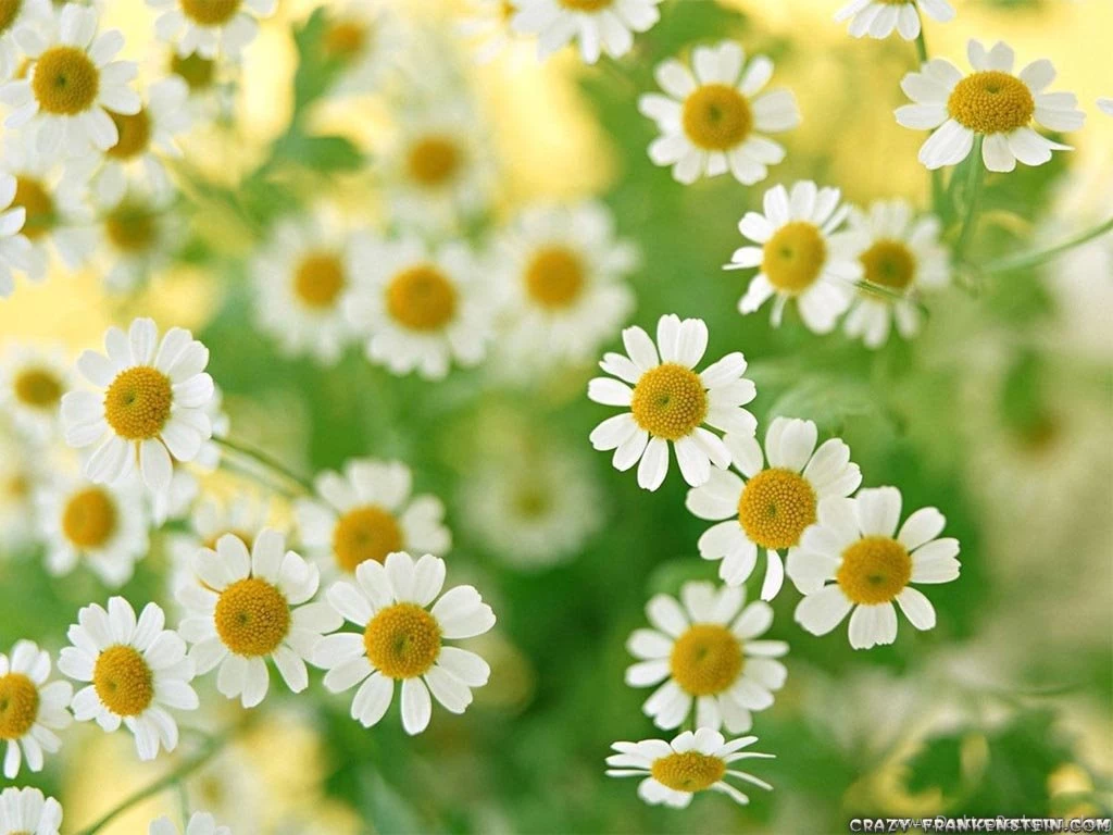 White Daisies Stock Images 8068 Hd Wallpapers