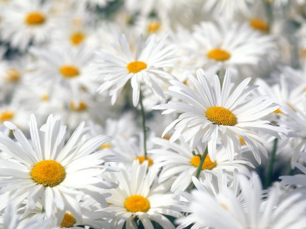 Plentiful Oxeye Daisies Wallpapers (DESKTOP BACKGROUNDS)