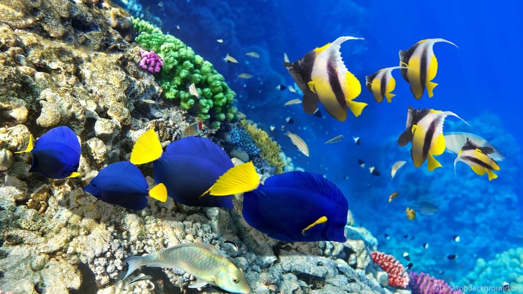 Coral Reefs Wallpapers: School Reef Ocean Diving Butterfly Fish ...