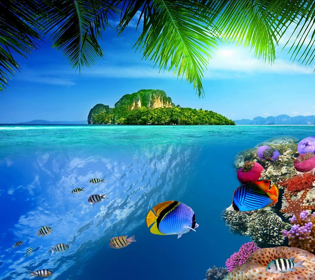 TROPICAL REEF WALLPAPER (