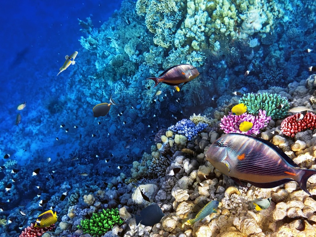 Ocean Seabed Reef Exotic Marine Fish Desktop Wallpaper Backgrounds ...
